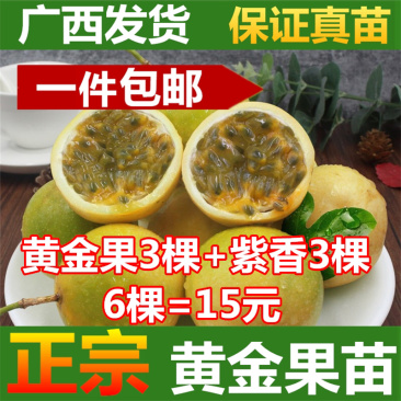 百香果苗紫香一号台农黄金百香果苗