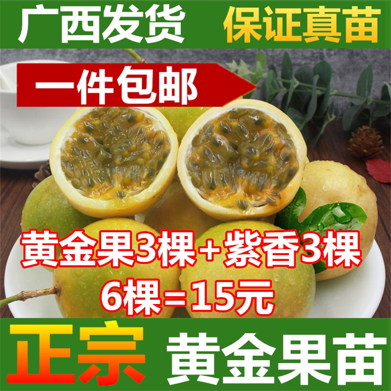 百香果苗紫香一号台农黄金百香果苗