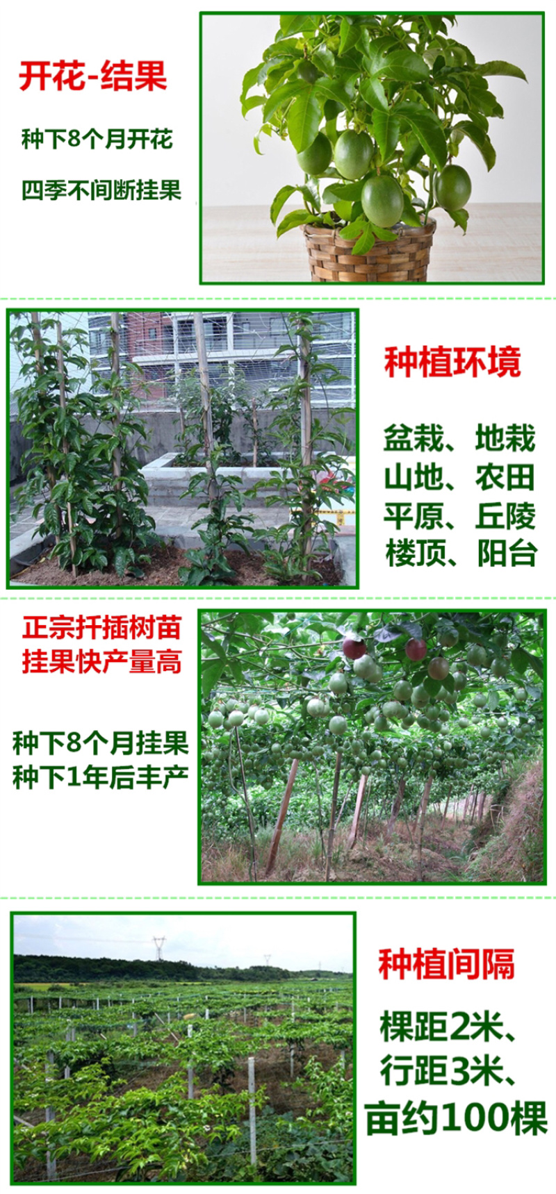 百香果苗紫香一号台农黄金百香果苗