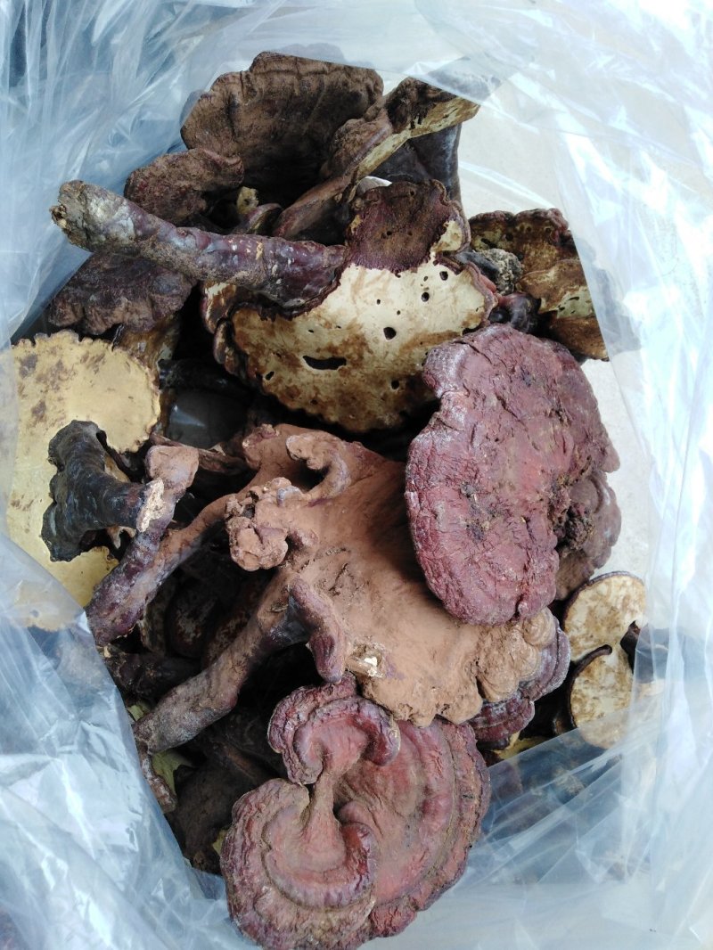 【热卖】灵芝纯野生赤灵芝干货12公分以上包邮