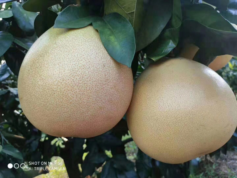 梅州产地直供三红蜜柚