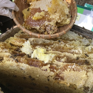 湖北蜂蜜精品土蜂蜜全国发货保证质量可视频看货