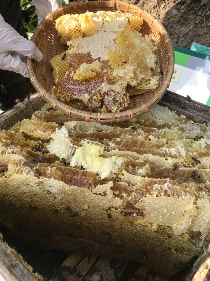 湖北蜂蜜精品土蜂蜜全国发货保证质量可视频看货