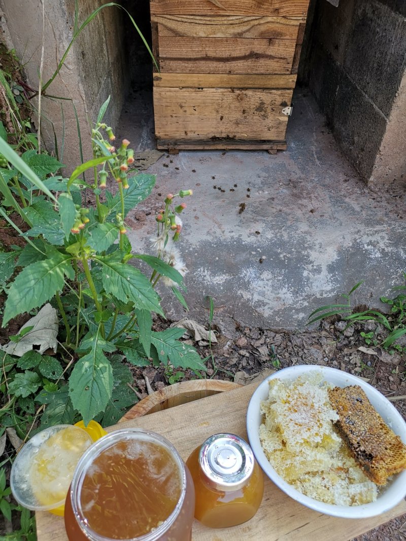 湖北蜂蜜精品土蜂蜜全国发货保证质量可视频看货