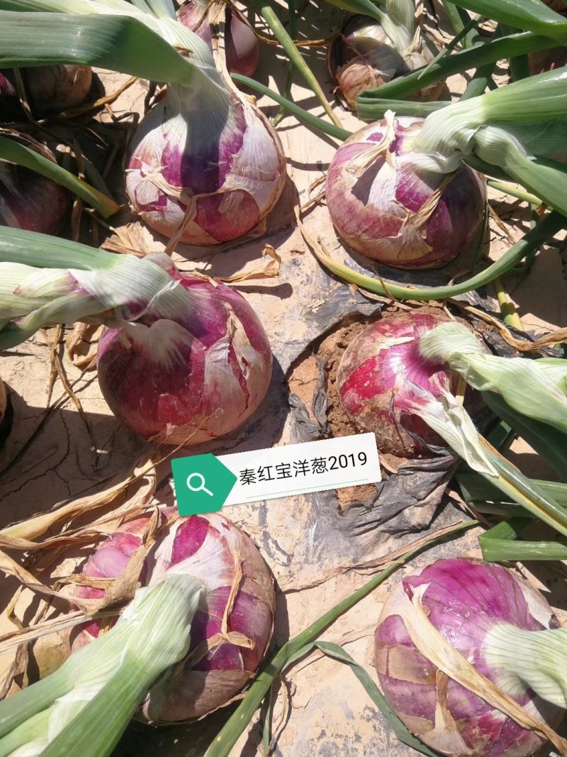 早熟红皮洋葱种子秦红宝3号适合山东河南安徽甘肃新疆等
