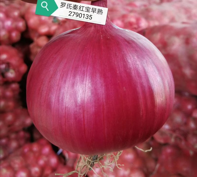 早熟红皮洋葱种子秦红宝3号适合山东河南安徽甘肃新疆等