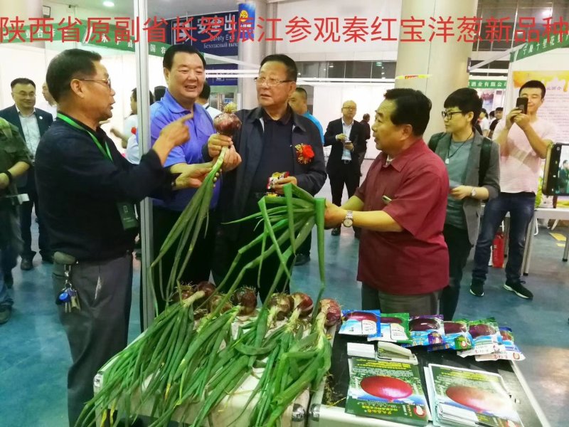 早熟红皮洋葱种子秦红宝3号适合山东河南安徽甘肃新疆等