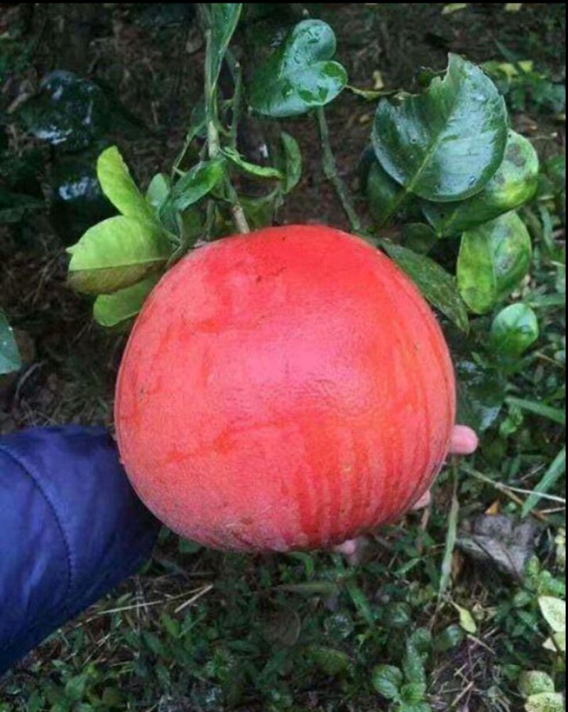 进口泰国红皮红心柚2年苗