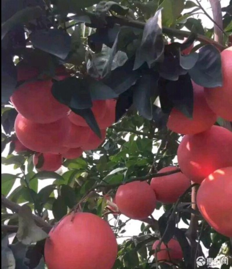 进口泰国红皮红心柚2年苗