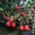 进口泰国红皮红心柚2年苗