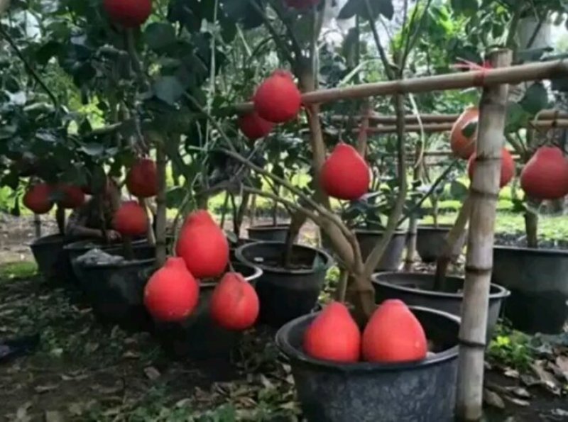 进口泰国红皮红心柚2年苗