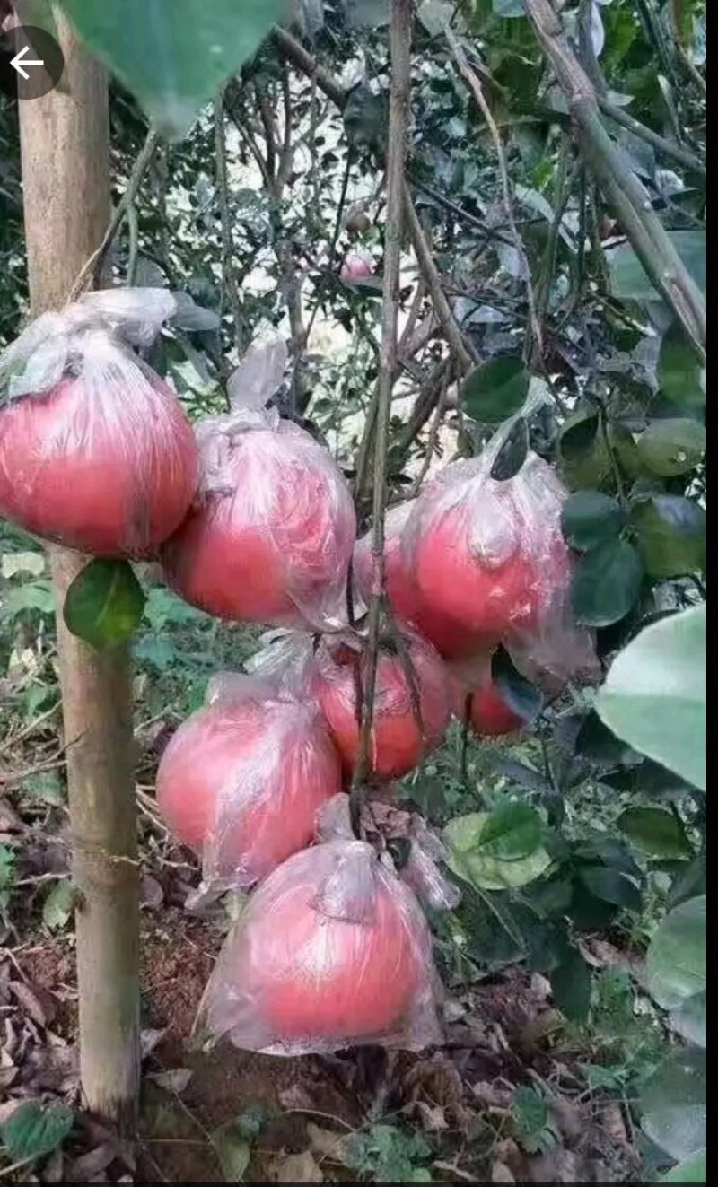 进口泰国红皮红心柚2年苗