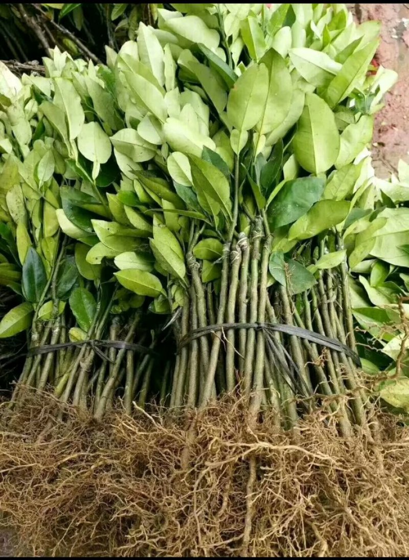 进口泰国红皮红心柚2年苗
