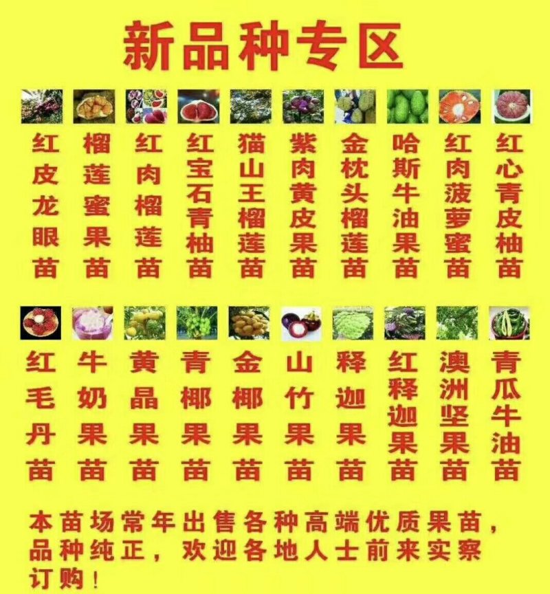 进口泰国红皮红心柚2年苗