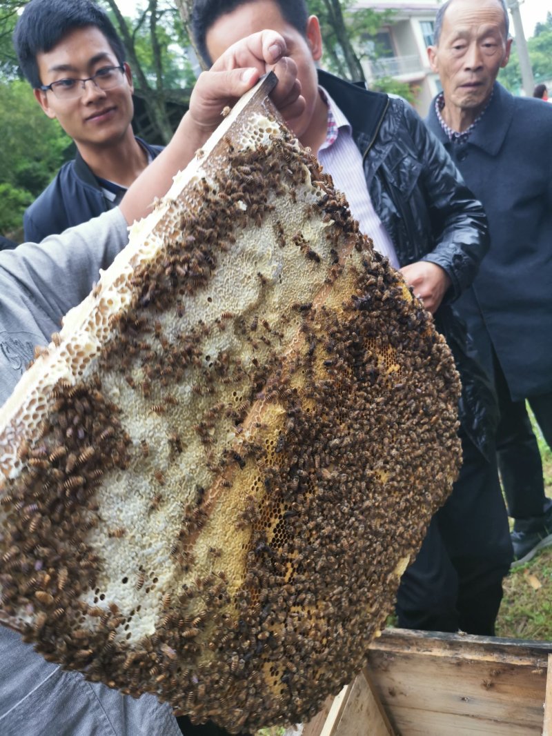 蜜蜂招蜂水