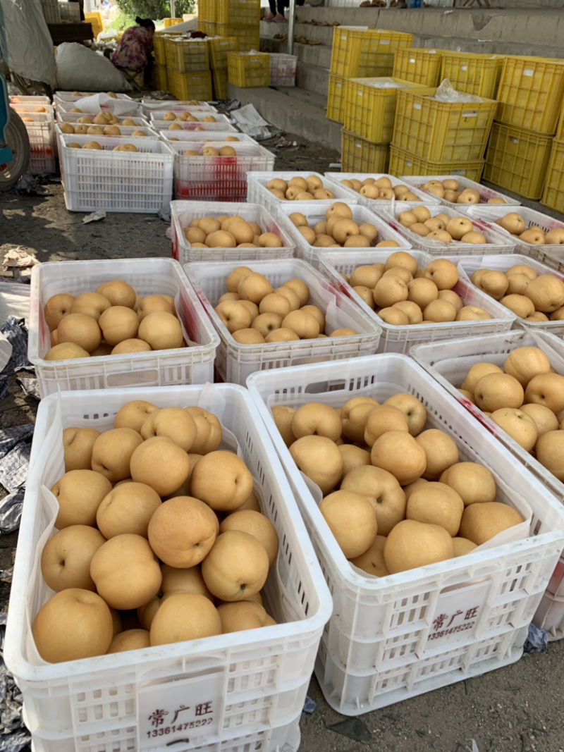 丰水梨