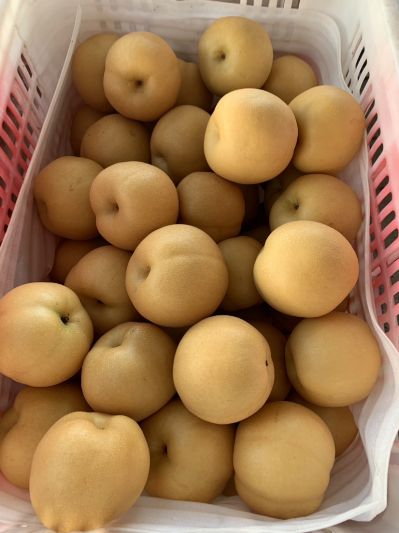 丰水梨