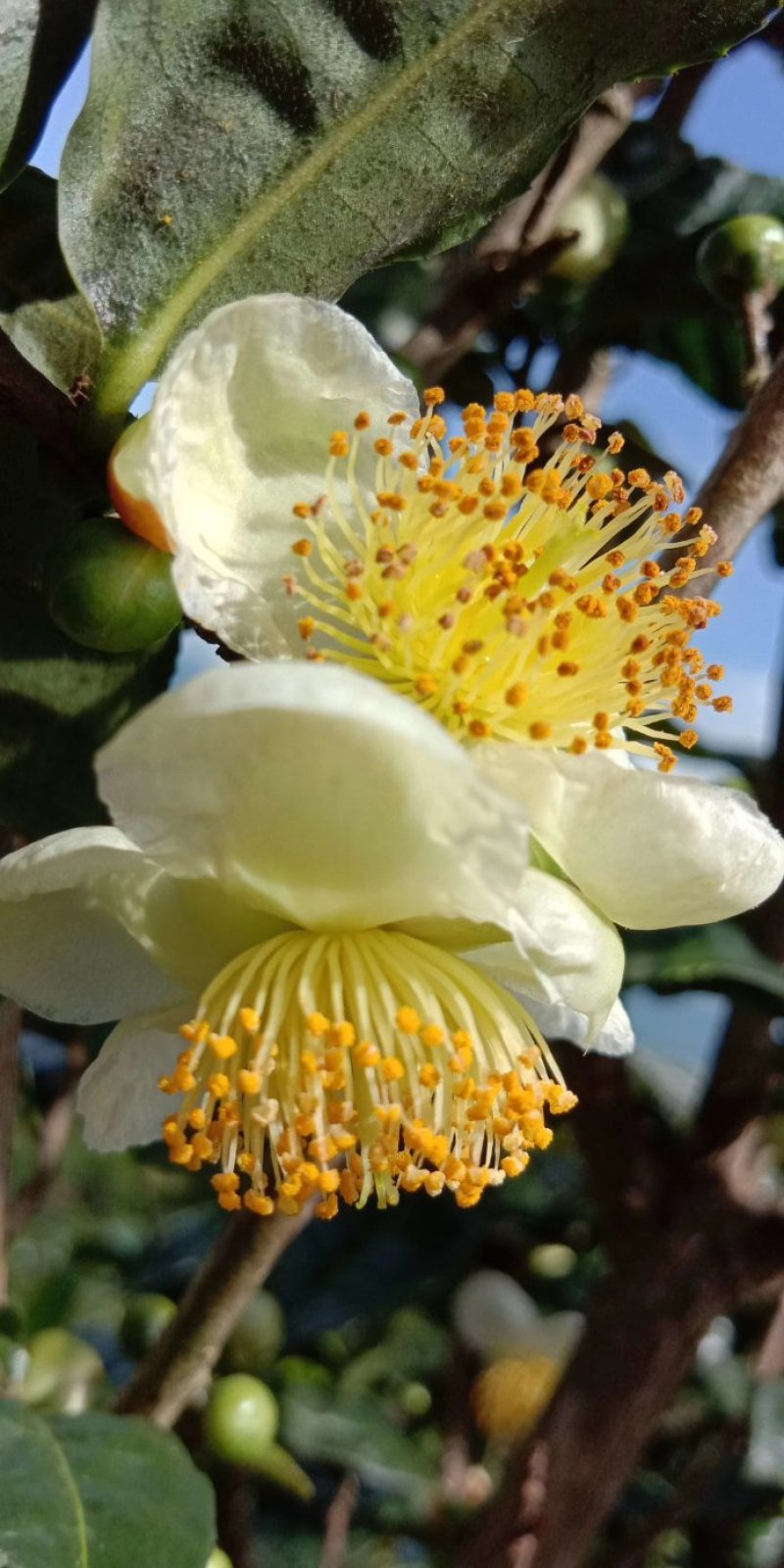 秋茶上市了🍃布朗山生普纯料。
