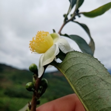 秋茶上市了🍃布朗山生普纯料。