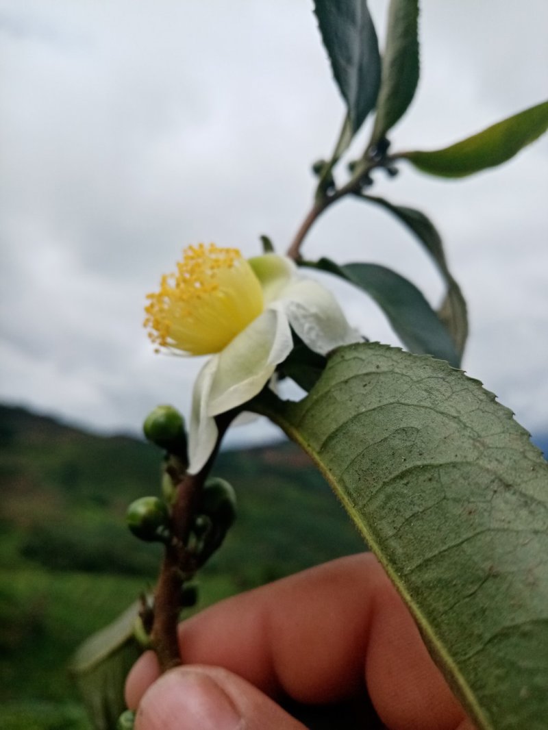 秋茶上市了🍃布朗山生普纯料。