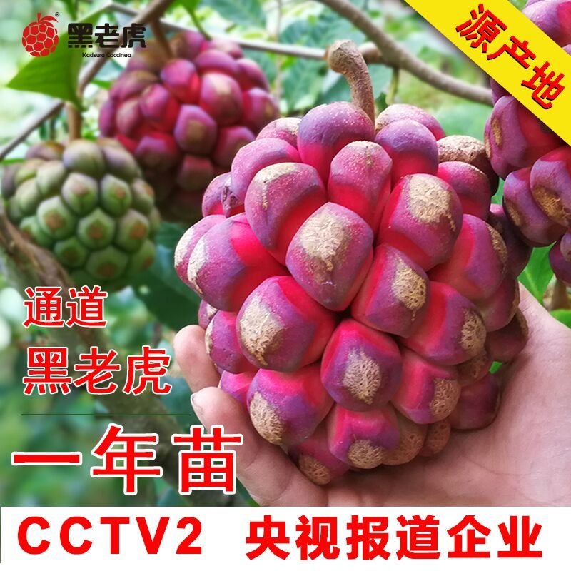 黑老虎小苗