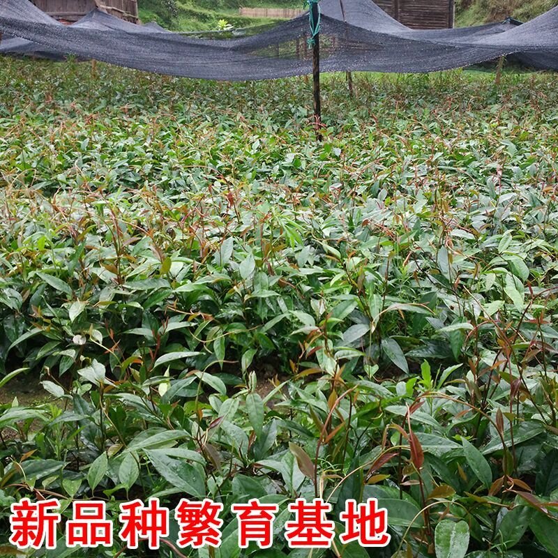 黑老虎小苗