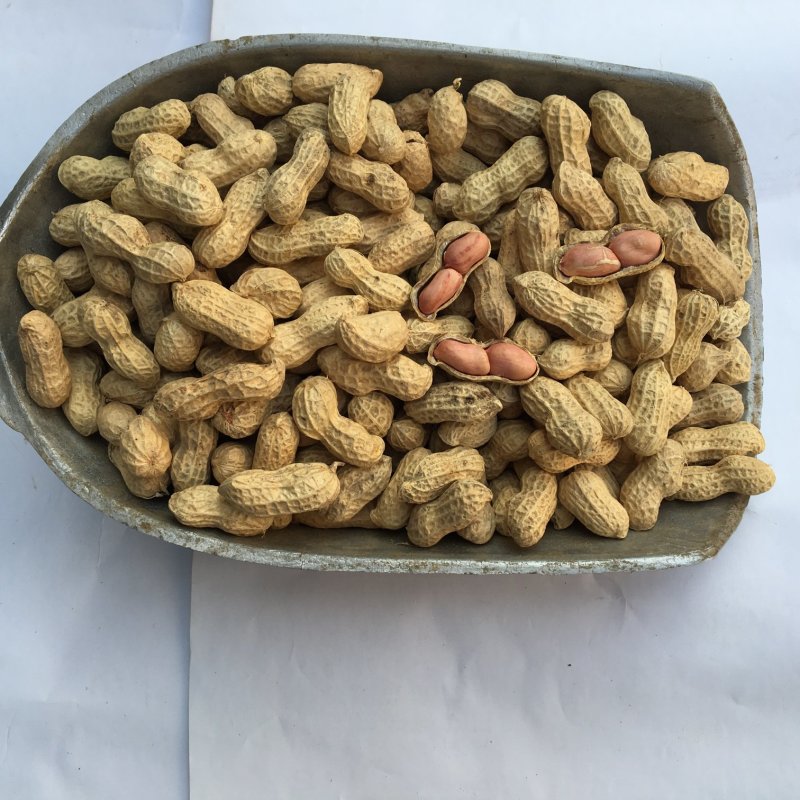 今年手工选南方花生生花生带壳水洗湖南早花生干货种子