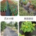园艺地布农用大棚防草布园林果树遮草布盖草席保湿除草透气