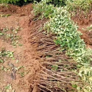 金银花苗金银花树金银花盆景占地苗