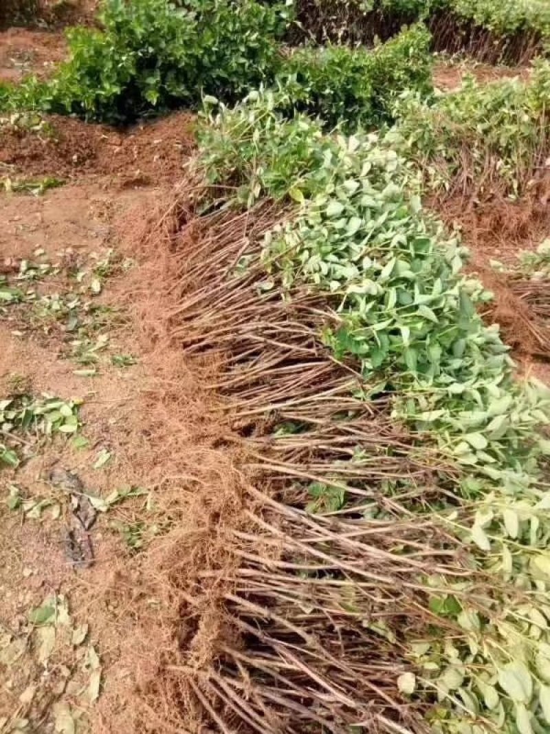 金银花苗金银花树金银花盆景占地苗