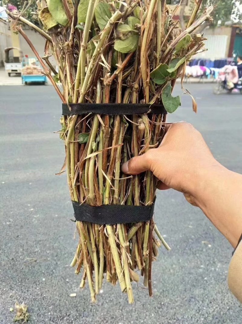 金银花苗金银花树金银花盆景占地苗