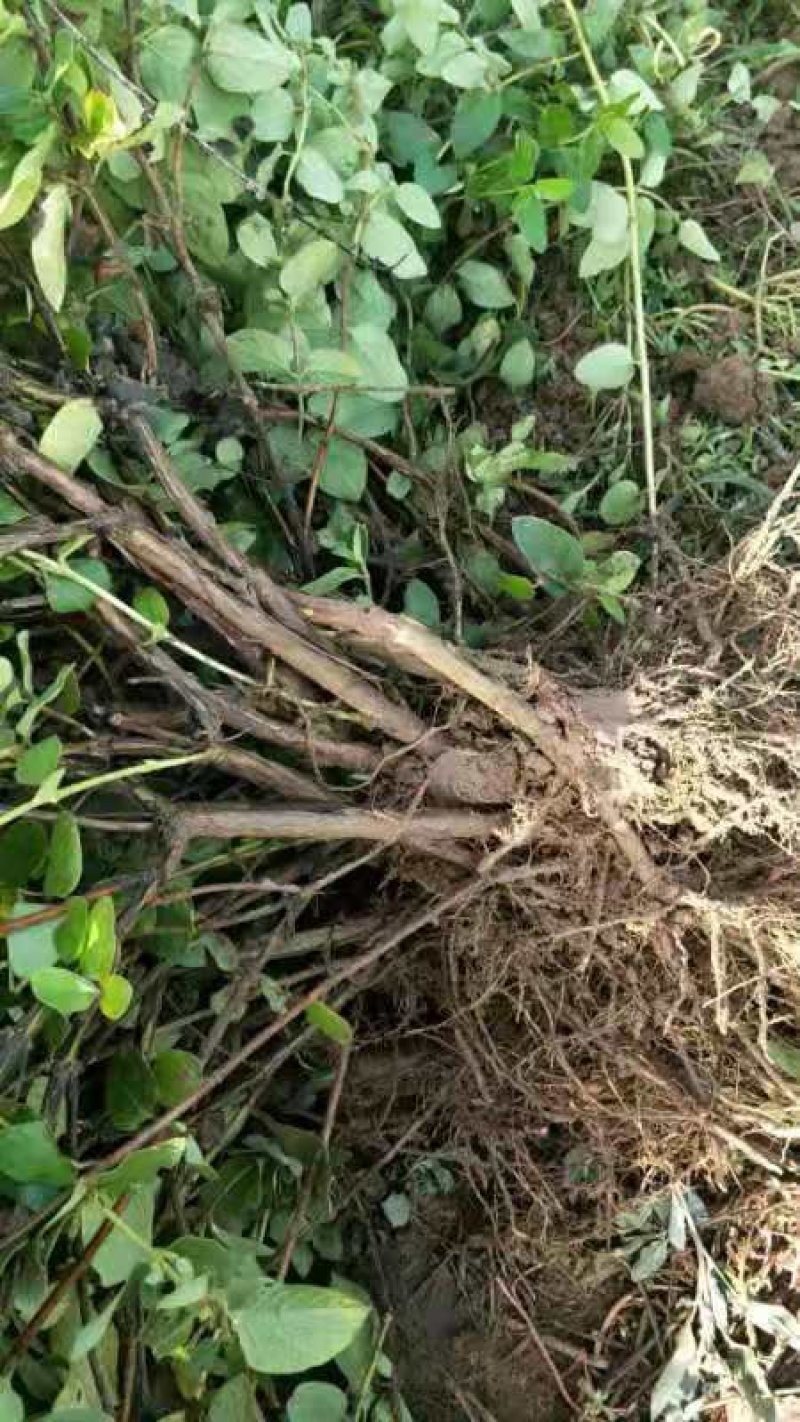 金银花苗金银花树金银花盆景占地苗