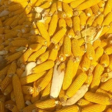 大量玉米棒