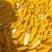 大量玉米棒