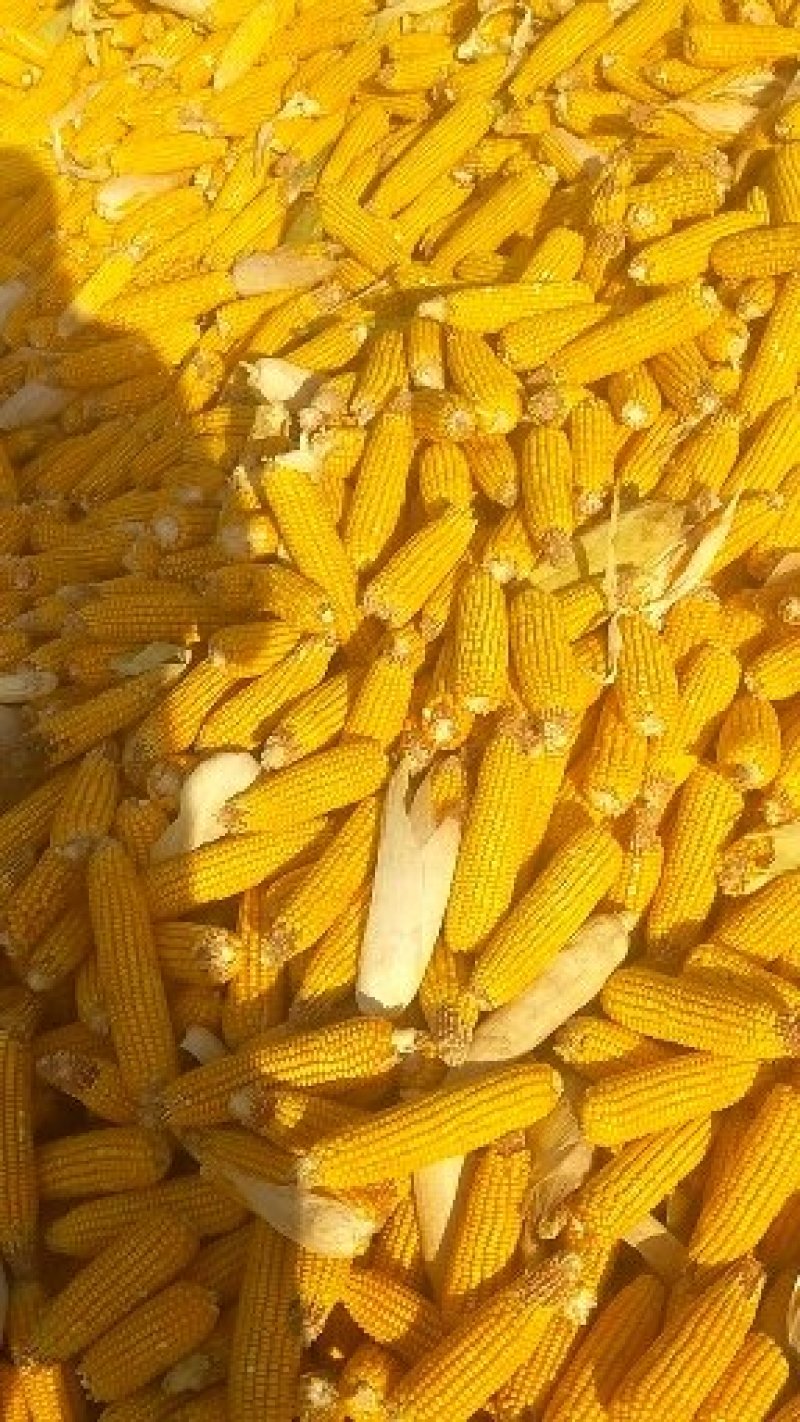 大量玉米棒