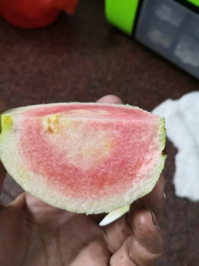 红宝石芭乐番石榴苗