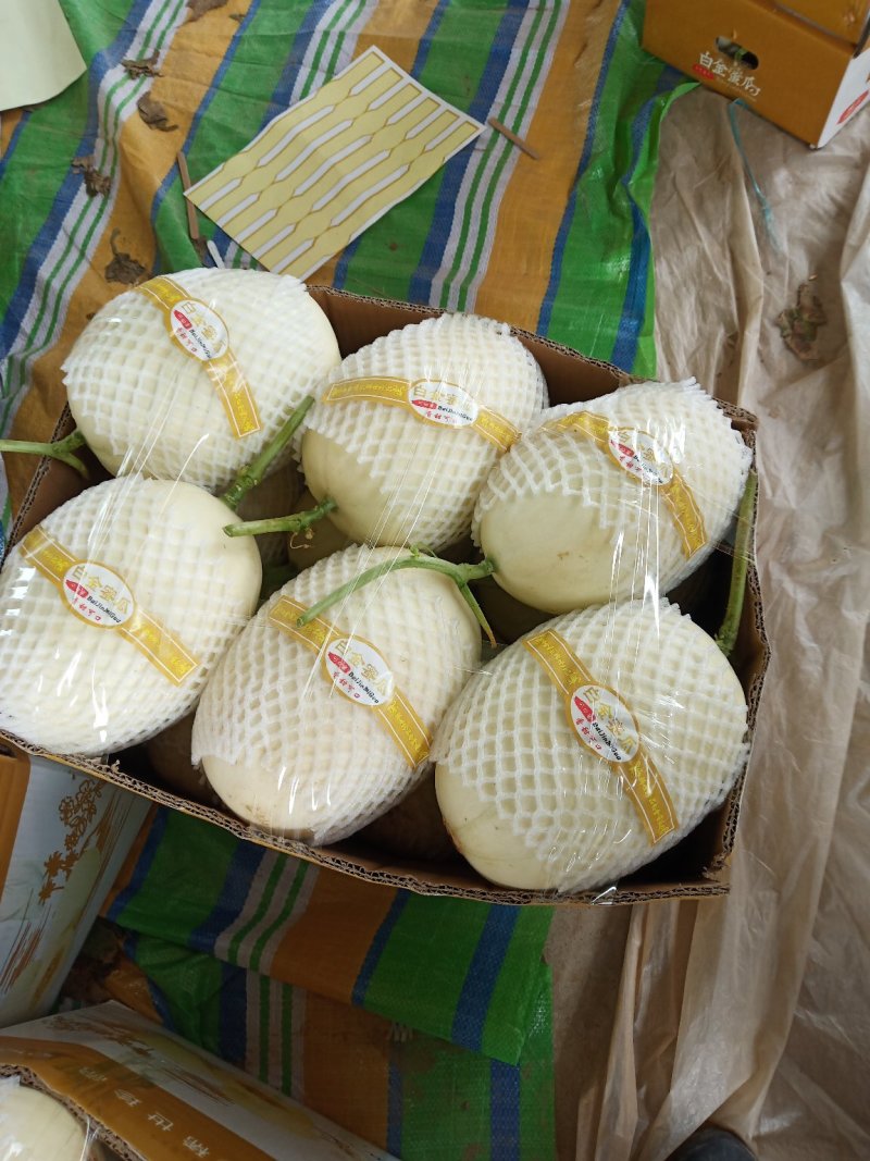 精品甜瓜