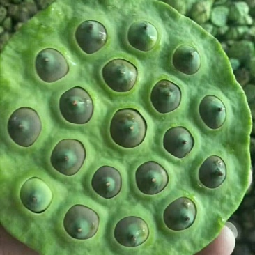 莲蓬，草莲