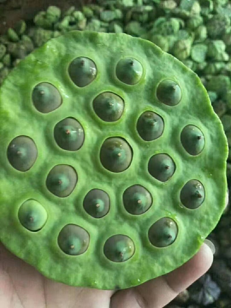 莲蓬，草莲