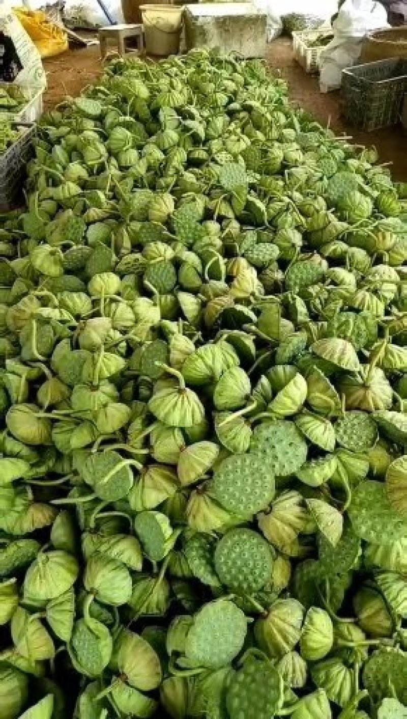 莲蓬，草莲