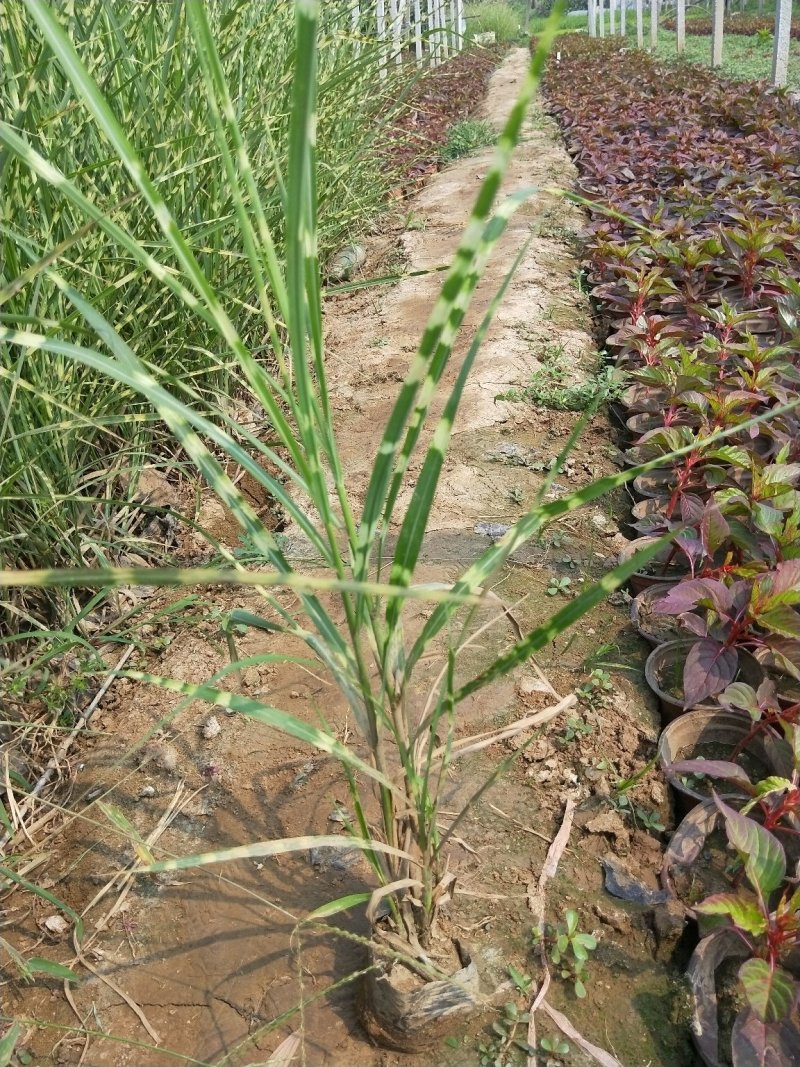 斑叶芒优质斑叶芒产地直发欢迎实地看货