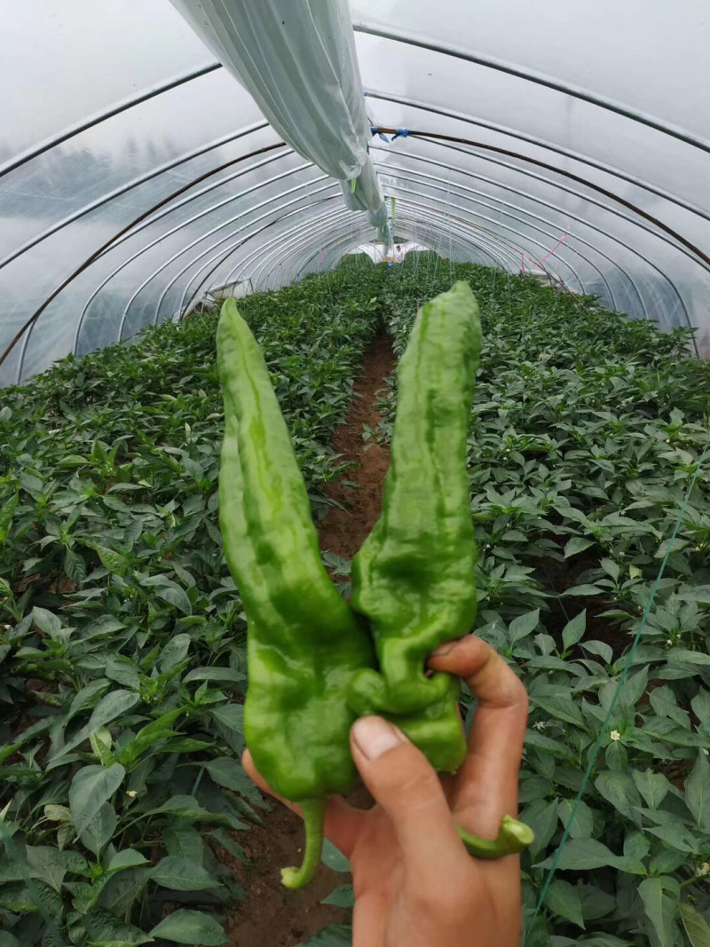 河南薄皮椒个大顺直毛皮靓全部新鲜采摘基地直供可持续供货