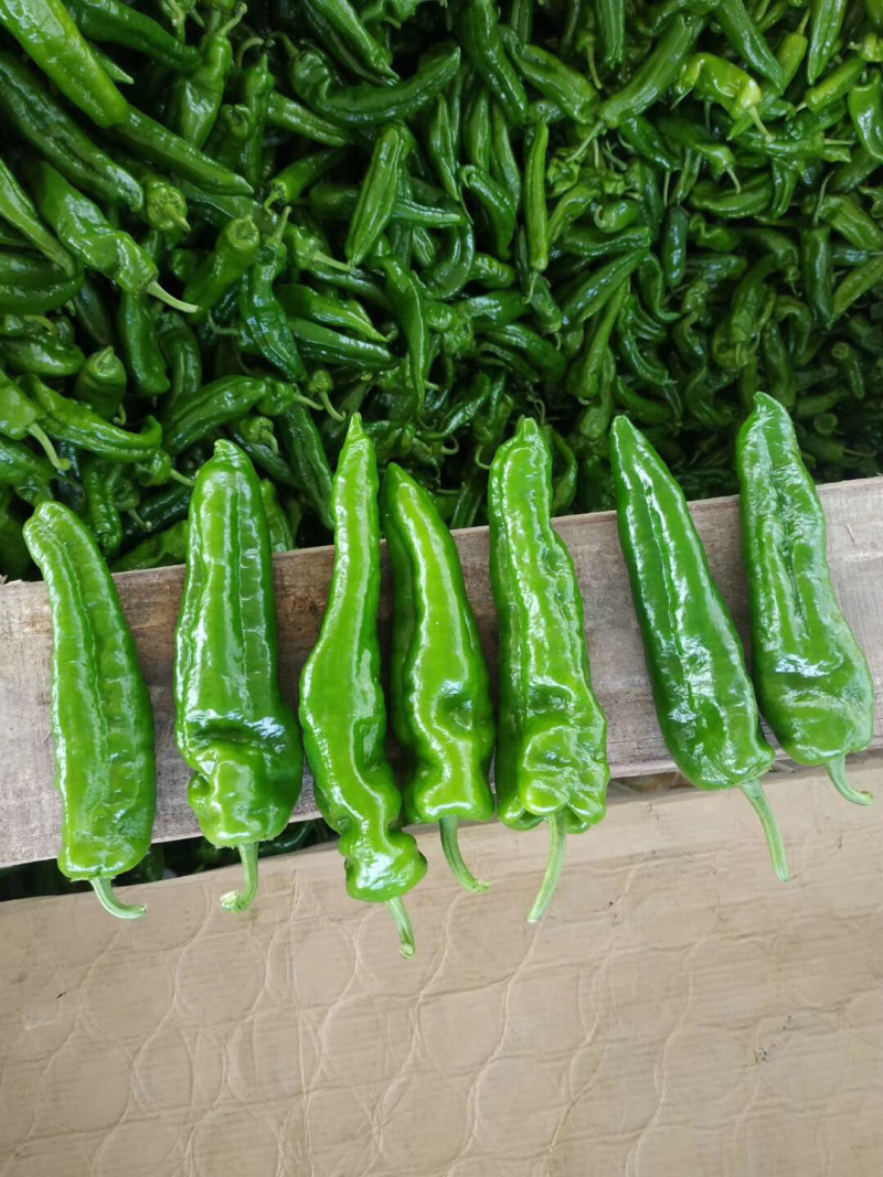 河南薄皮椒个大顺直毛皮靓全部新鲜采摘基地直供可持续供货
