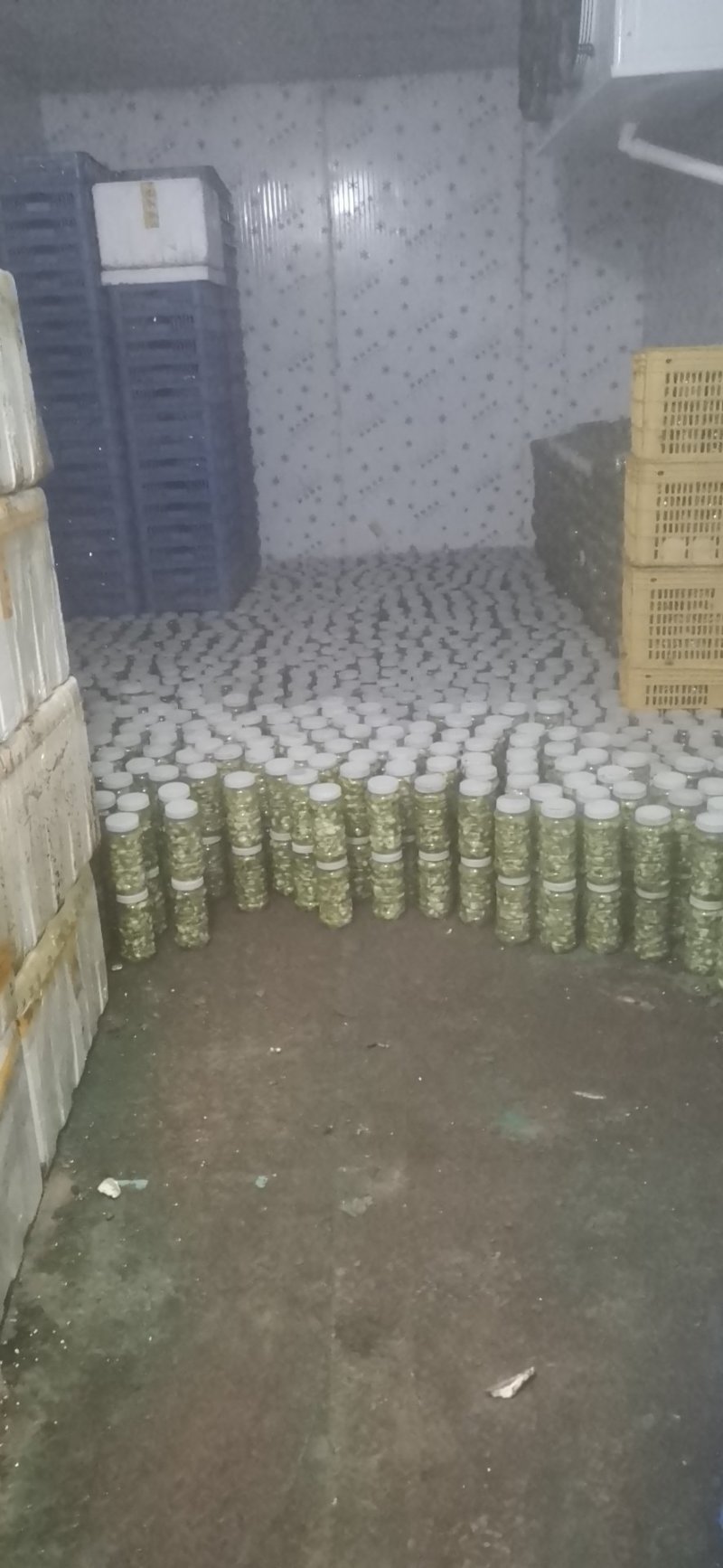 豆丹瓶装开始预订冻虫包运费