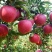 山东苹果红星苹果批发产地