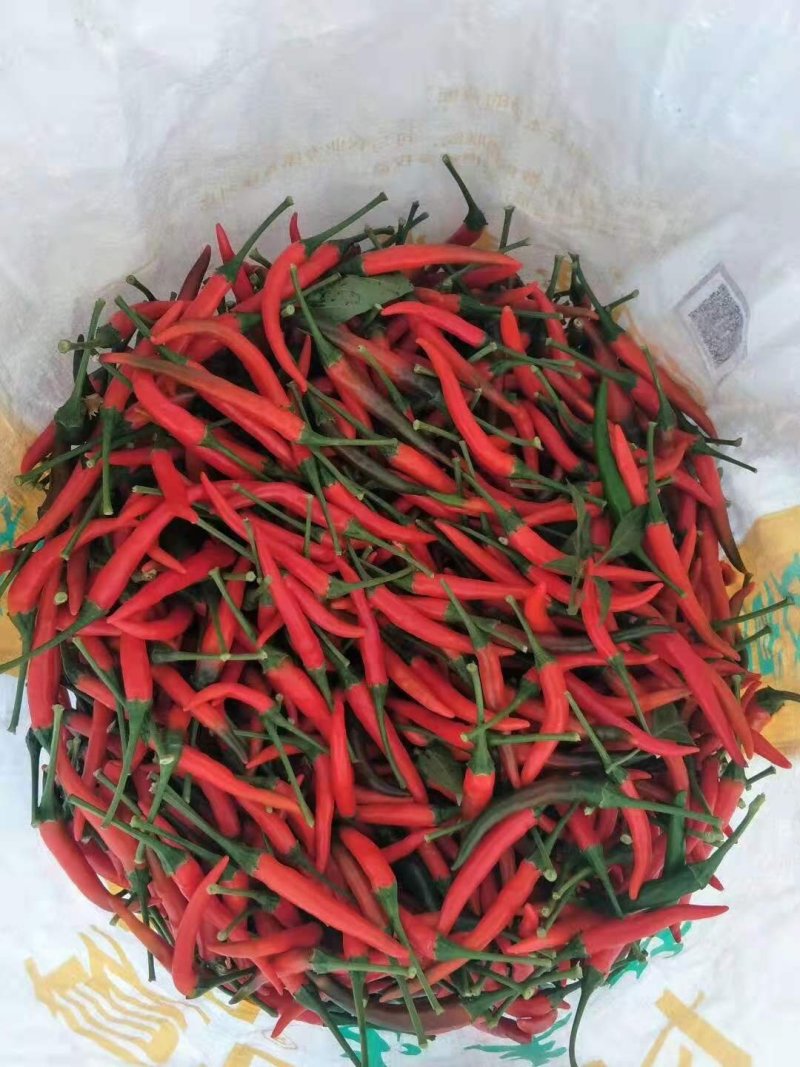 河南商丘辣椒基地现在供应大棚精品艳红小米椒