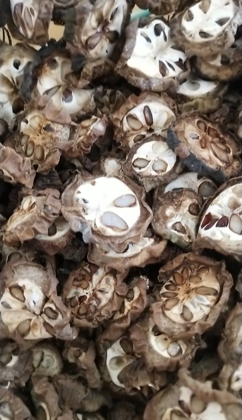 八月炸预知子。预知子