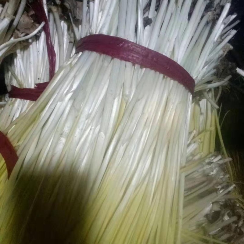 千亩蒜黄急寻批发商