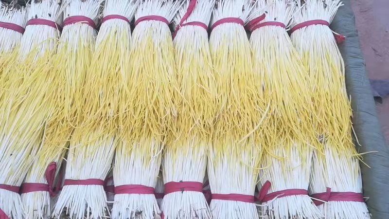 千亩蒜黄急寻批发商