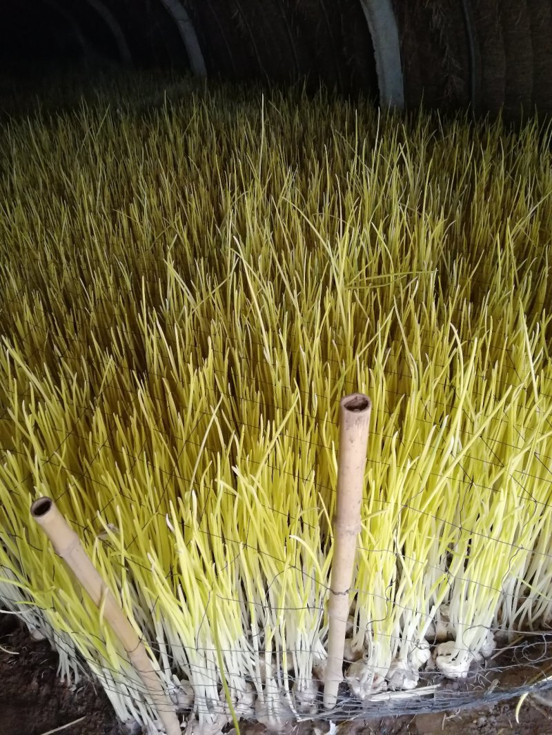 千亩蒜黄急寻批发商